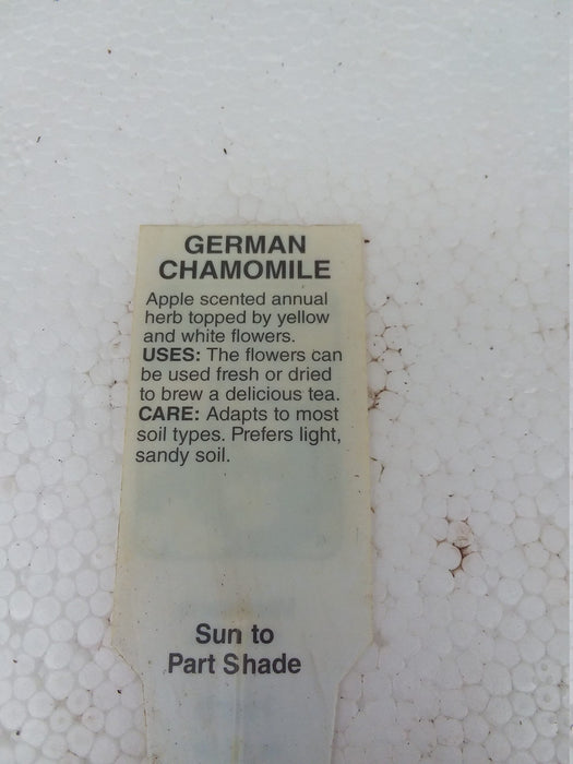 German chamomile Matricaria recutita