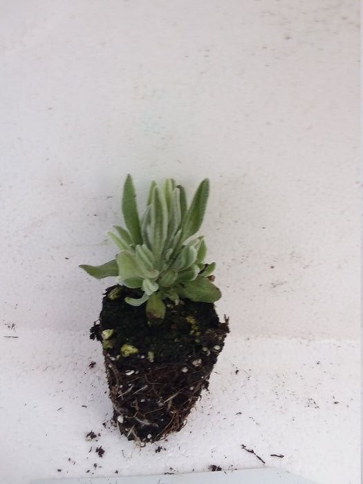 Woolly Lavender starter plant  Lavender Lanata