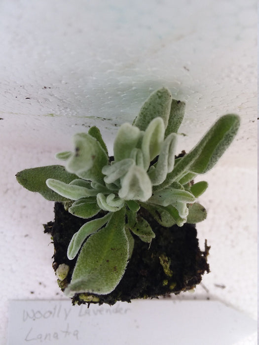Woolly Lavender starter plant  Lavender Lanata