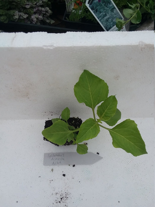 Spilanthes Acmella Alba starter plant