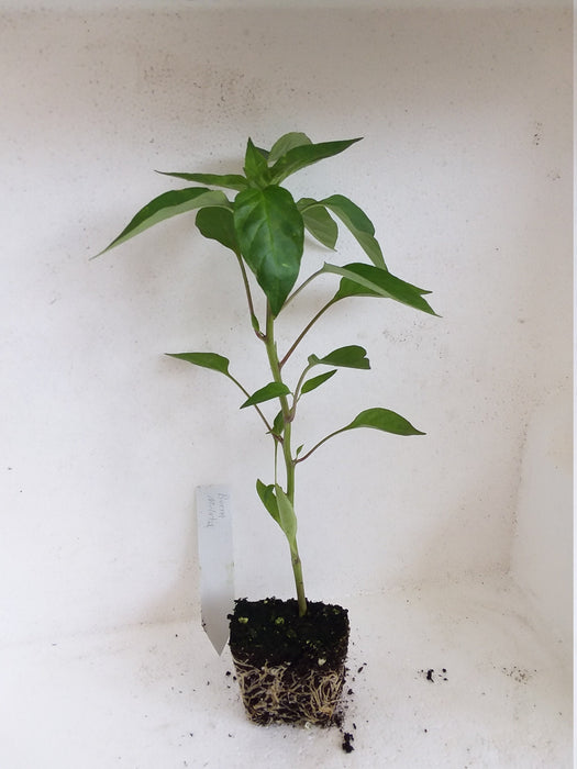 Pepper Buena Mulato starter plant