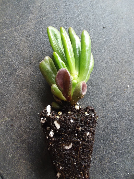 Jade crassula ovata gollum starter