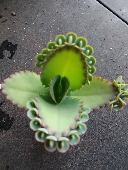 succulent leaf starters Kalanchoe laetivirens starter succulent plant — Gingers greenhouse