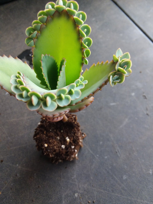 starter succulents Kalanchoe laetivirens starter succulent plant — Gingers greenhouse