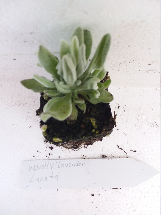 Woolly Lavender starter plant  Lavender Lanata