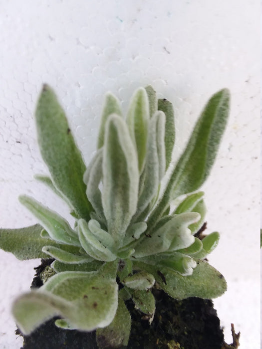Woolly Lavender starter plant  Lavender Lanata