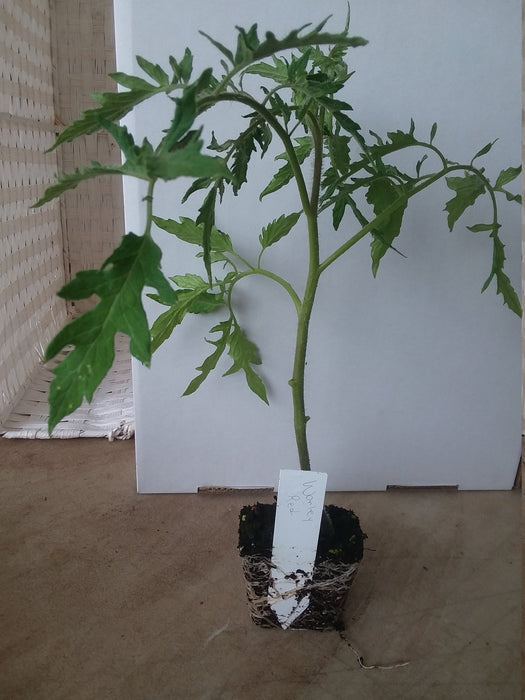 Tomato Worley Red