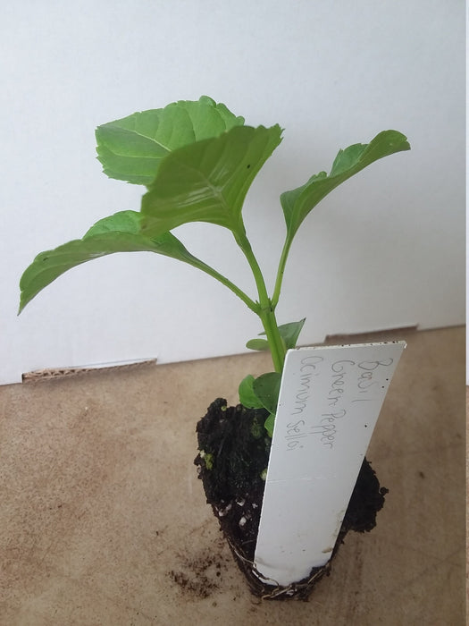 Basil 'Green Pepper' starter plant