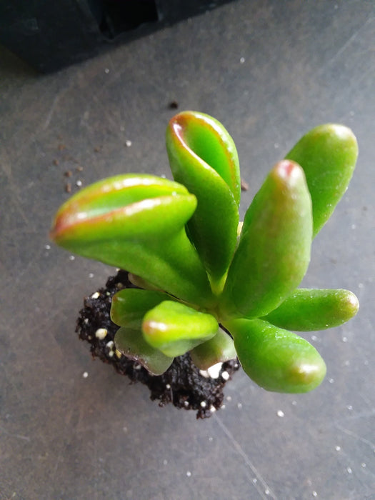 Jade crassula ovata gollum starter
