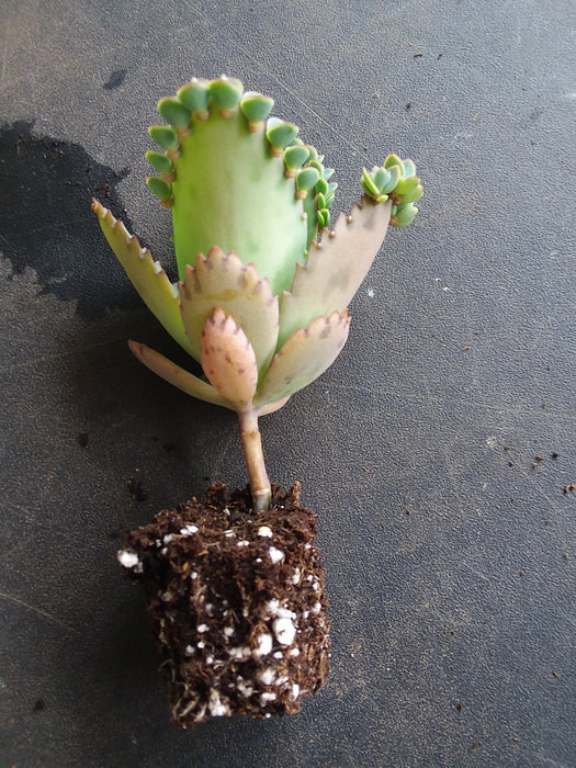 Kalanchoe laetivirens starter succulent plant