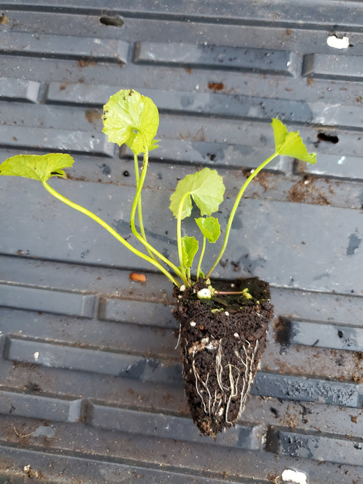 Gotu Kola Hydrocotle Asiatica Major starter plant
