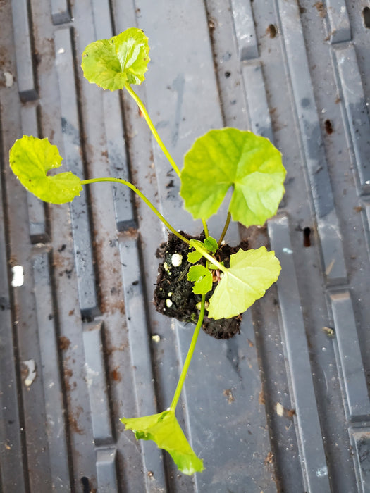 Gotu Kola Hydrocotle Asiatica Major starter plant