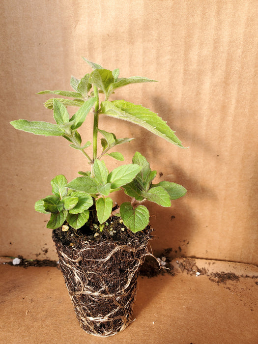 Mint Asian