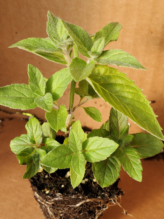 Mint Asian