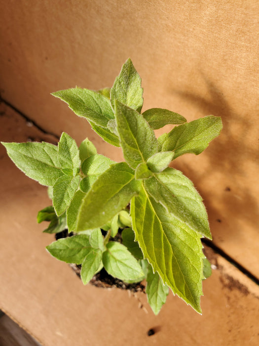Mint Asian
