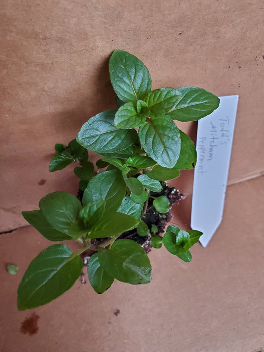 peppermint indoor plant Todd's Mitcham Peppermint — Gingers greenhouse