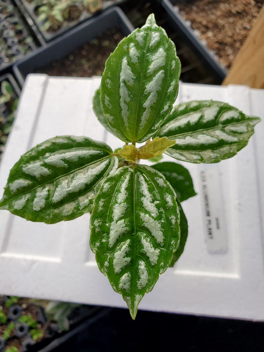 Pilea Aluminum Plant