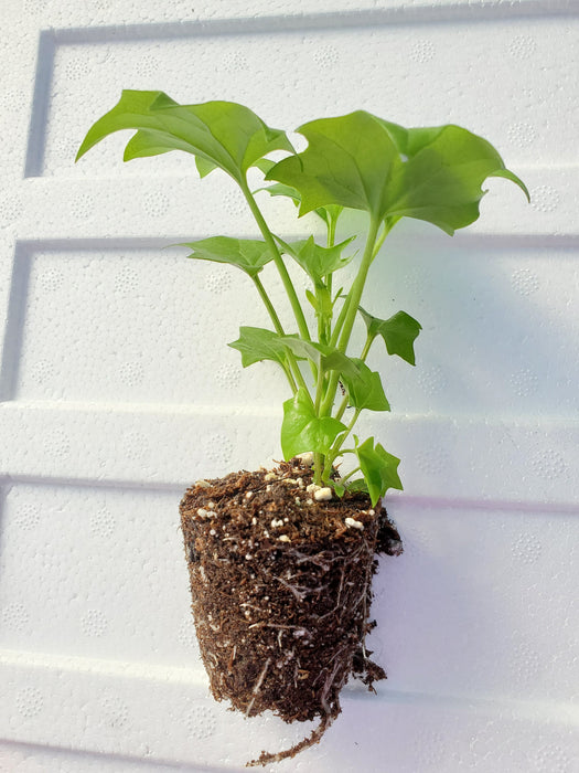 German Ivy