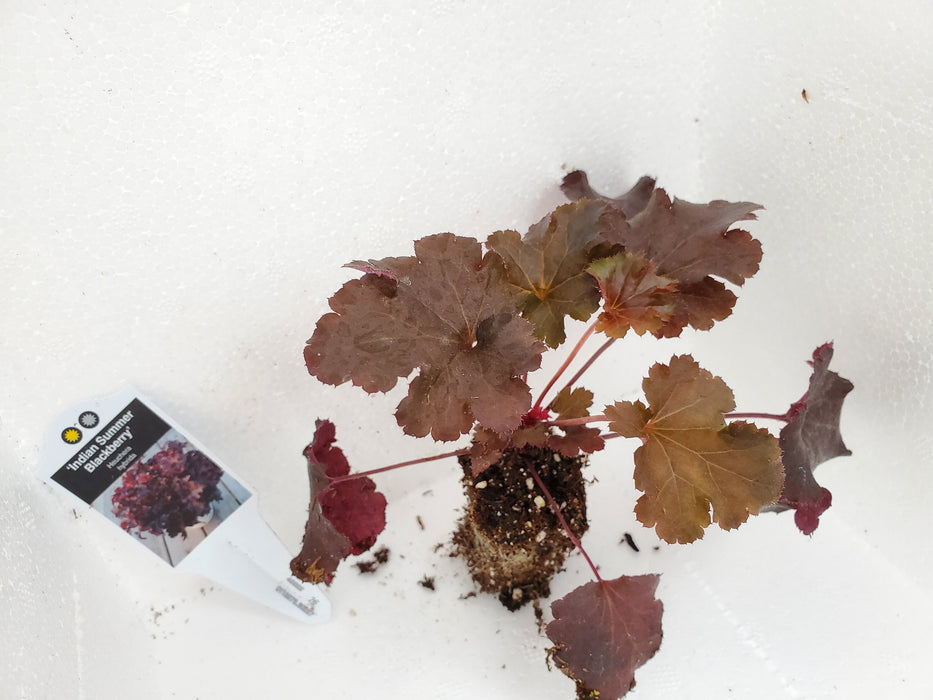 Indian Summer Blackberry Heuchera