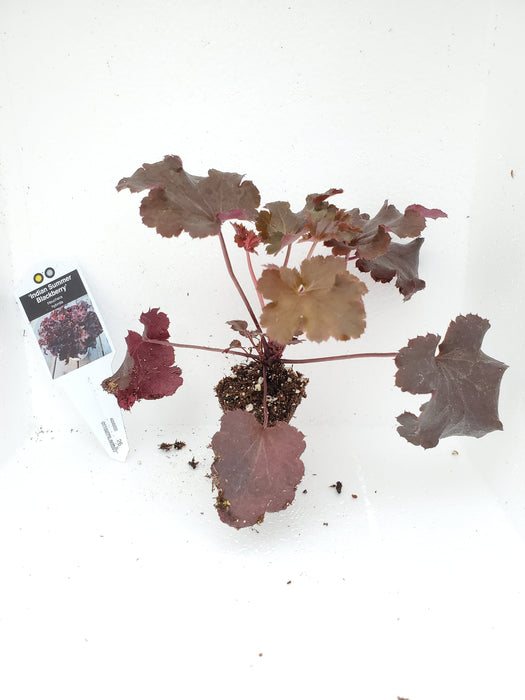 Indian Summer Blackberry Heuchera