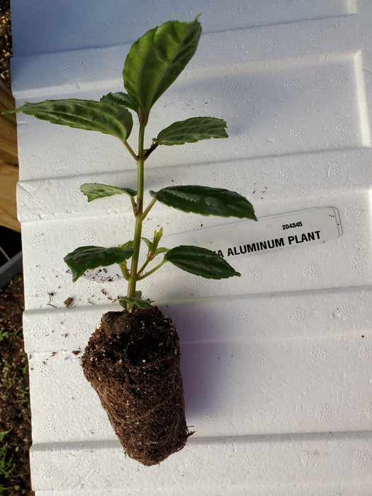 Pilea Aluminum Plant