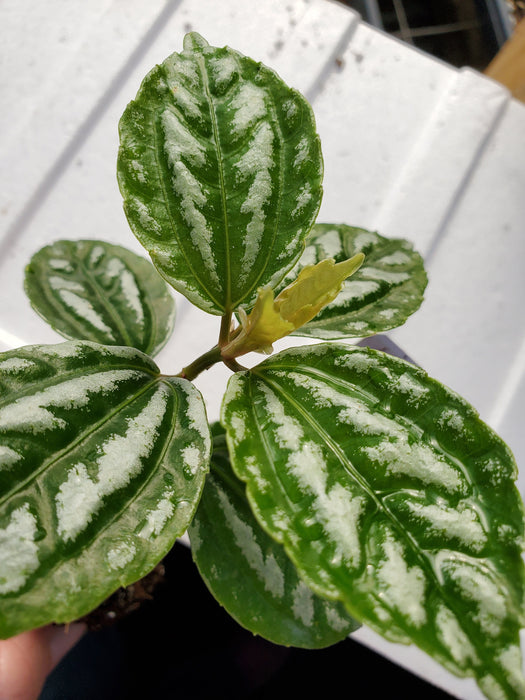 Pilea Aluminum Plant