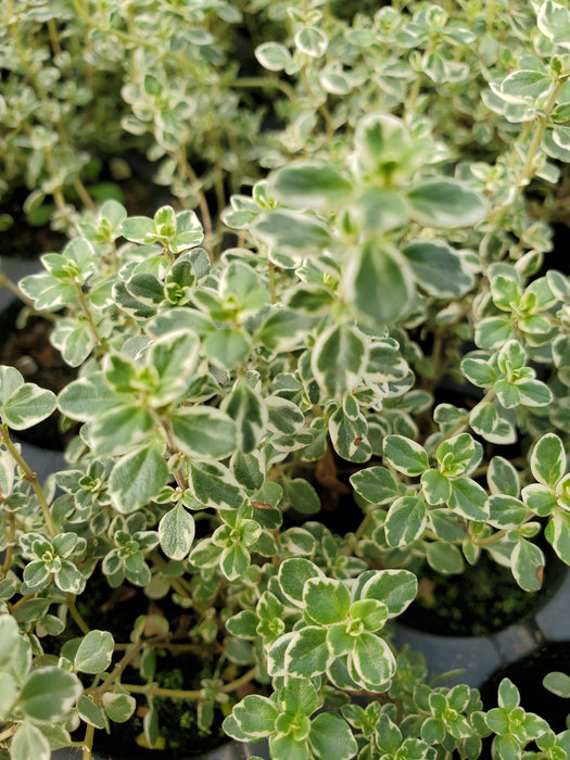 Thyme Sparkling Bright