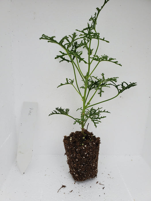 Pine Scented Geranium