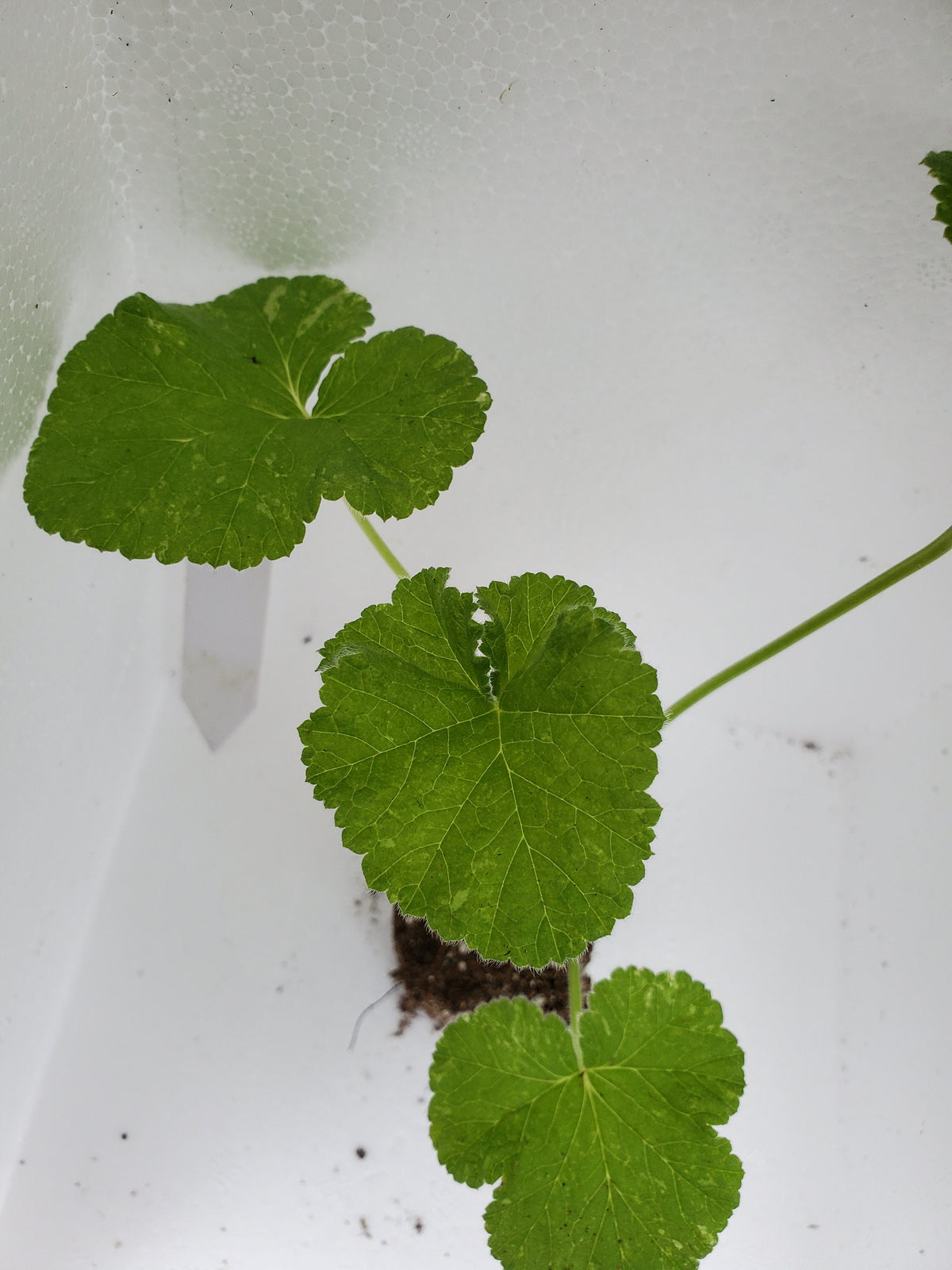 Snowflake Scented Geranium — Gingers greenhouse