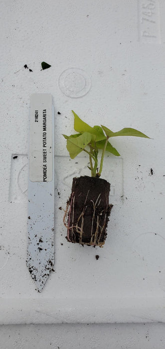 Ipomea Sweet Potato Margarita Ornamental
