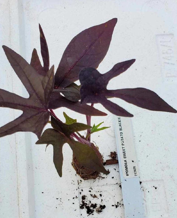 Ipomoea Blackie Ornamental Vine