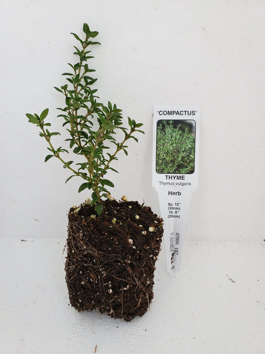 Thyme Compactus