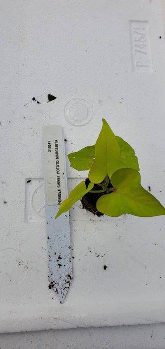 Ipomea Sweet Potato Margarita Ornamental