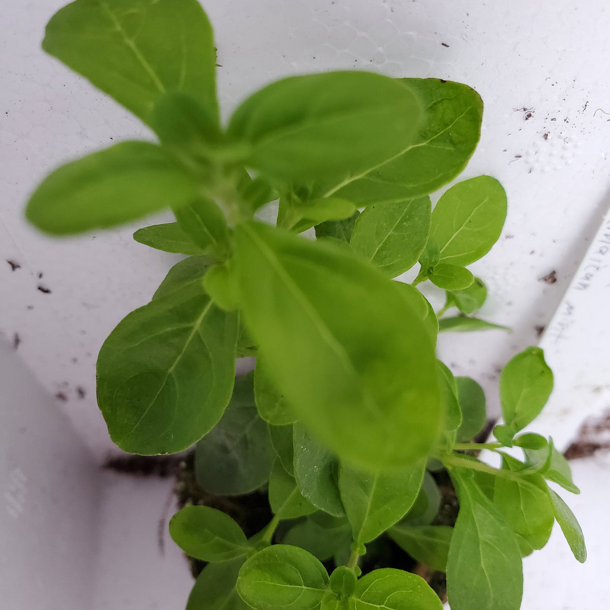 Satureja Viminea Jamaican Mint — Gingers greenhouse