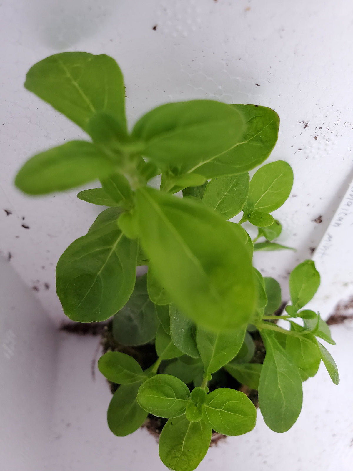 Satureja Viminea Jamaican Mint — Gingers greenhouse