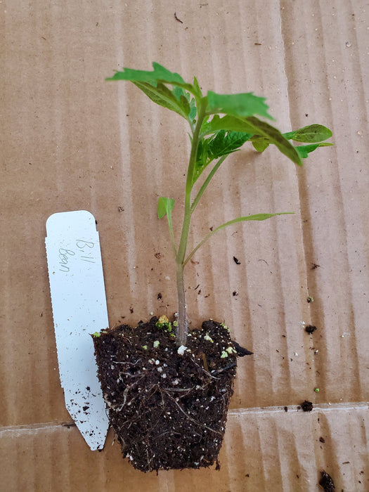Tomato Bill Bean