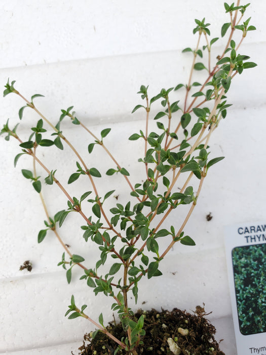 Thyme Caraway