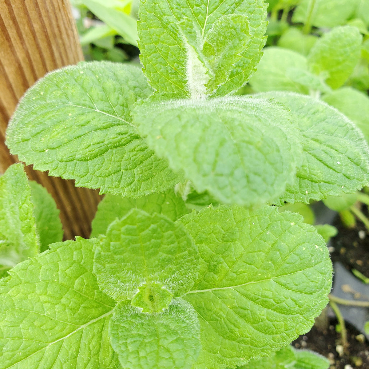 Egyptian Mint Mentha Niliaca