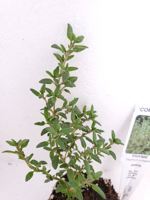 Thyme Compactus