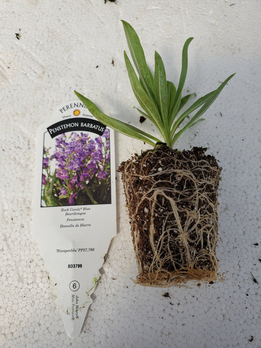 Penstemon barbatus Rock Candy Blue