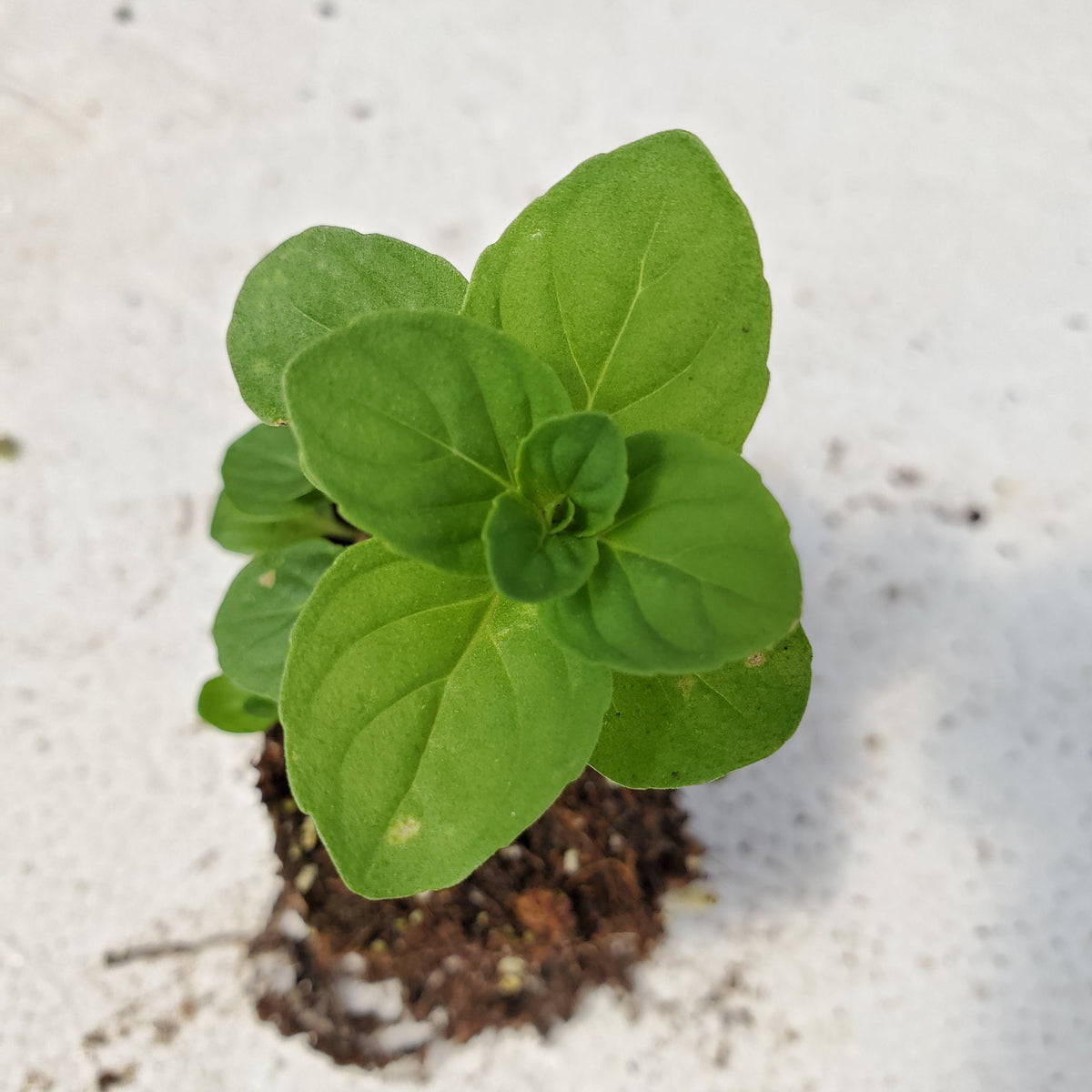Ginger Mint — Gingers greenhouse