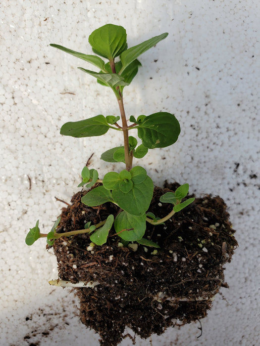 Ginger Mint