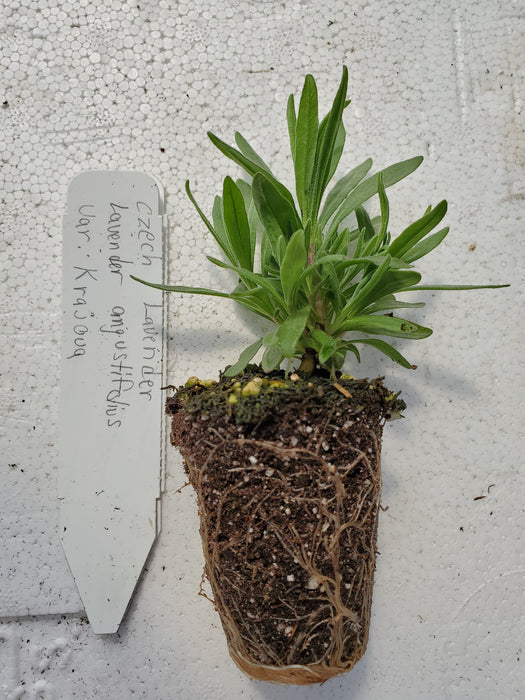 Czech Lavender angustifolius var. Krajoua