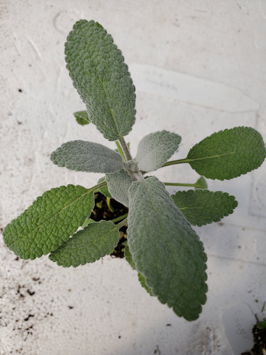 Sage Snowflake salvia officinalis