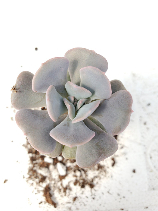 Echeveria Cubic Frost
