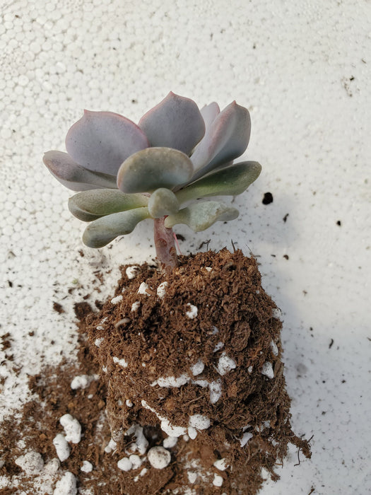 Echeveria Cubic Frost