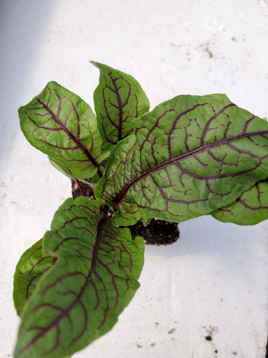 Rumex Raspberry Dressing