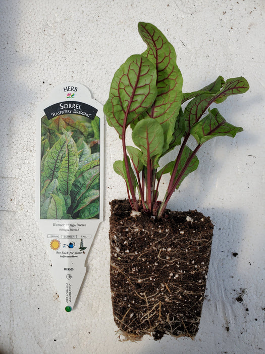 Rumex Raspberry Dressing