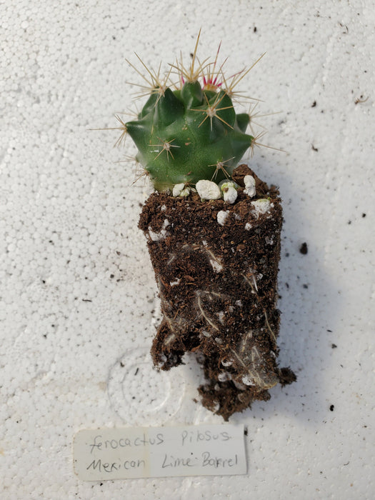 Ferocactus Pilosus Mexican Lime Barrell