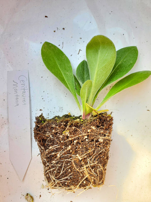 Centaurea Montana